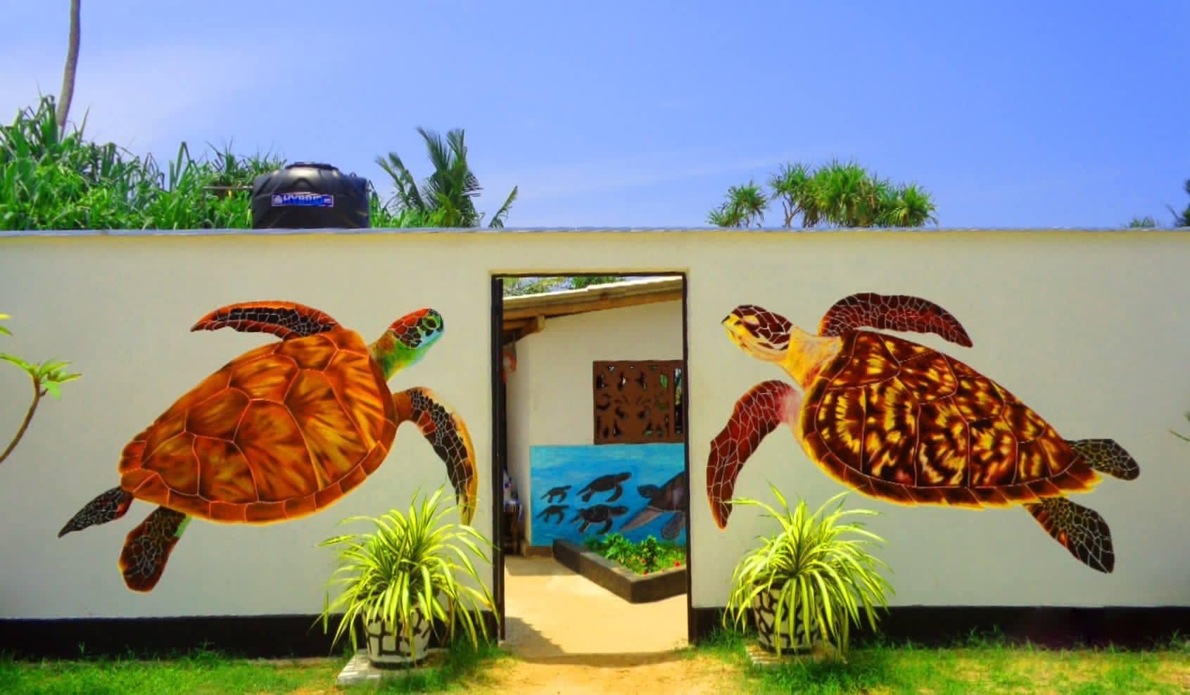 Sea Turtle Sanctuary Koggala