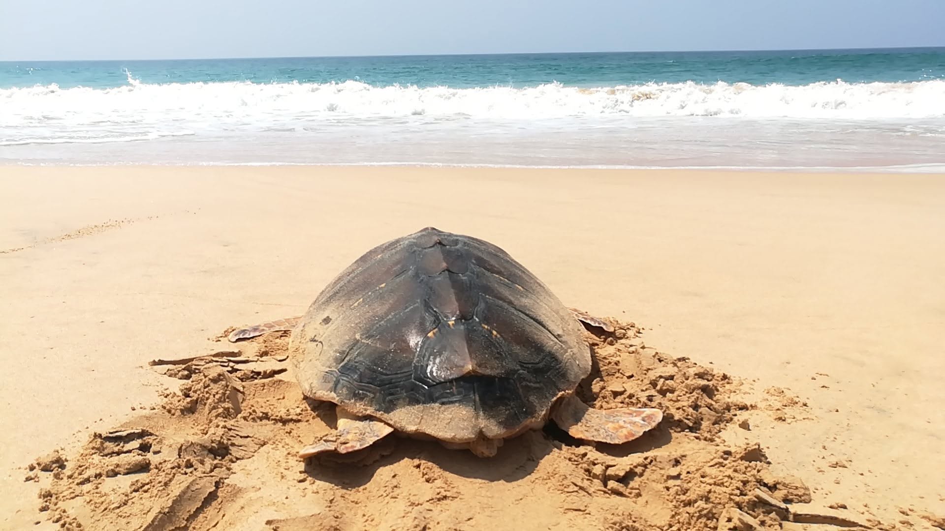 Sea Turtle Sanctuary Koggala
