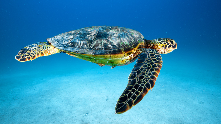 Green Sea Turtle