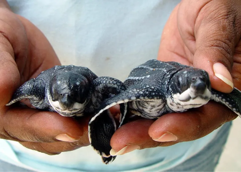 Leatherback Sea Turtle