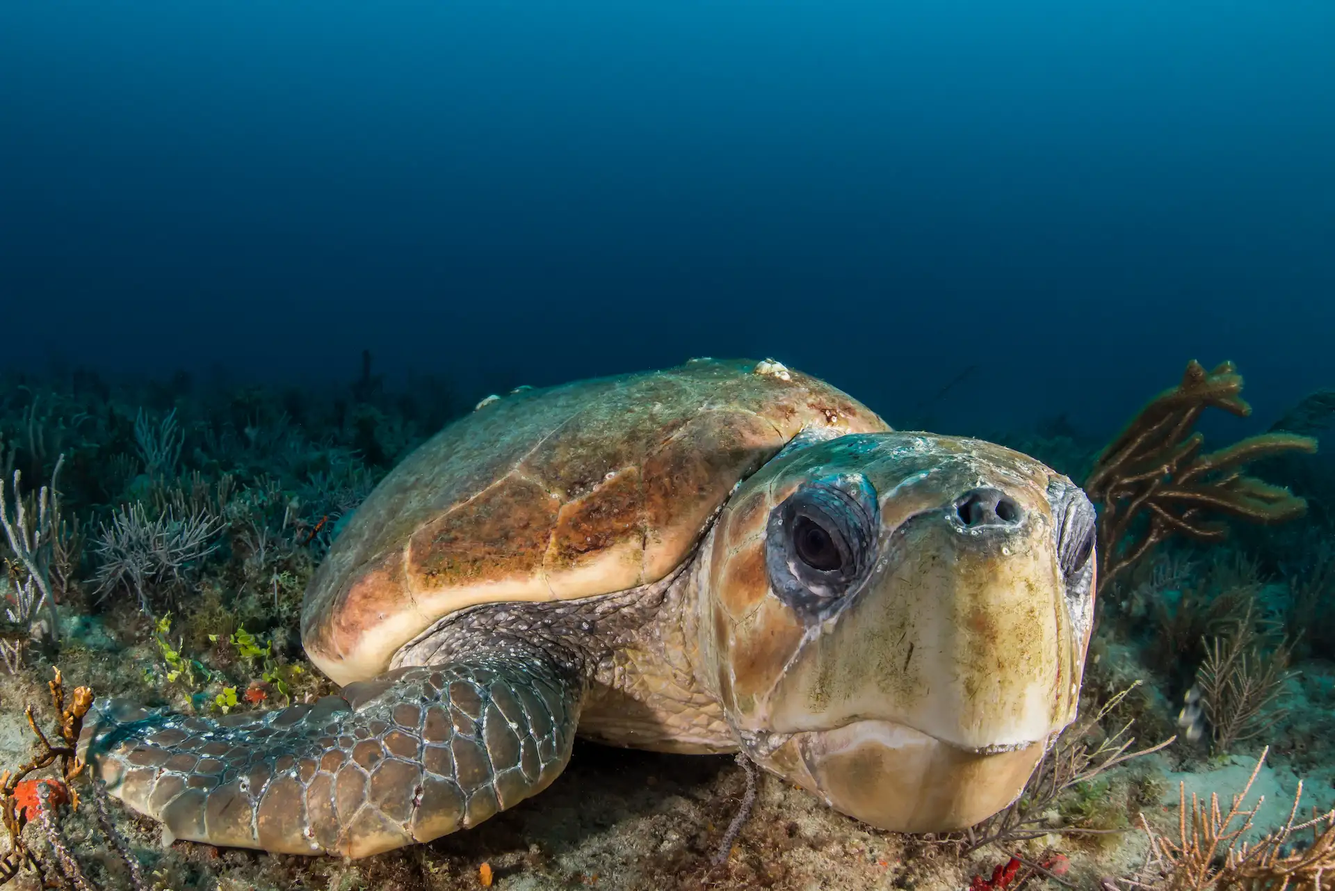 Loggerhead Turtle