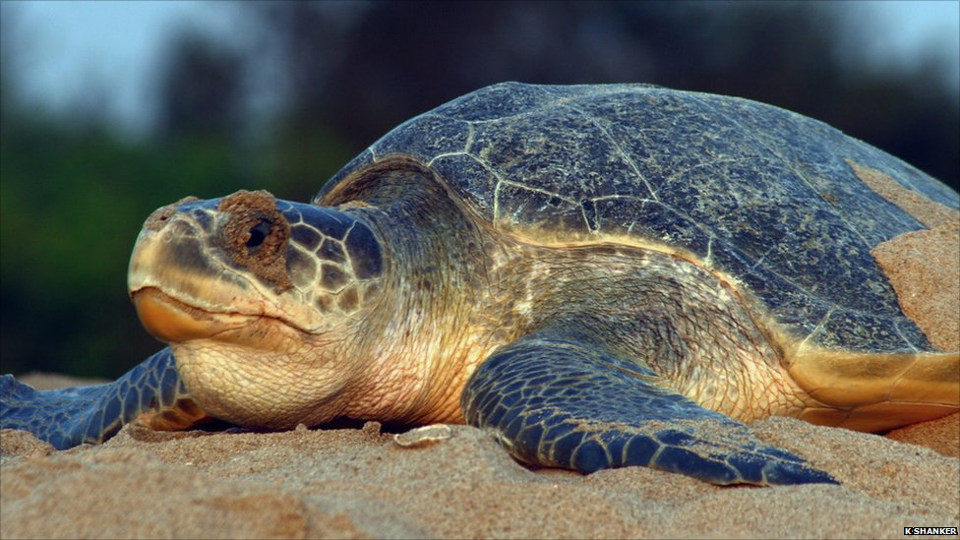 Olive Ridley Sea Turtle