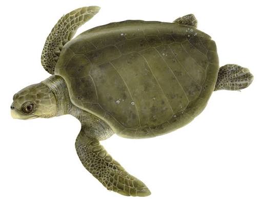 Olive Ridley Turtle Profile